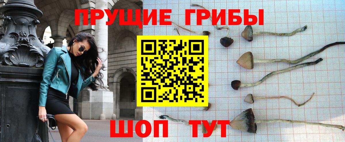 Псилоцибиновые грибы Psilocybe Фрязино